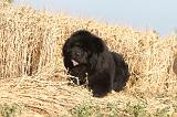 CHOW CHOW 015